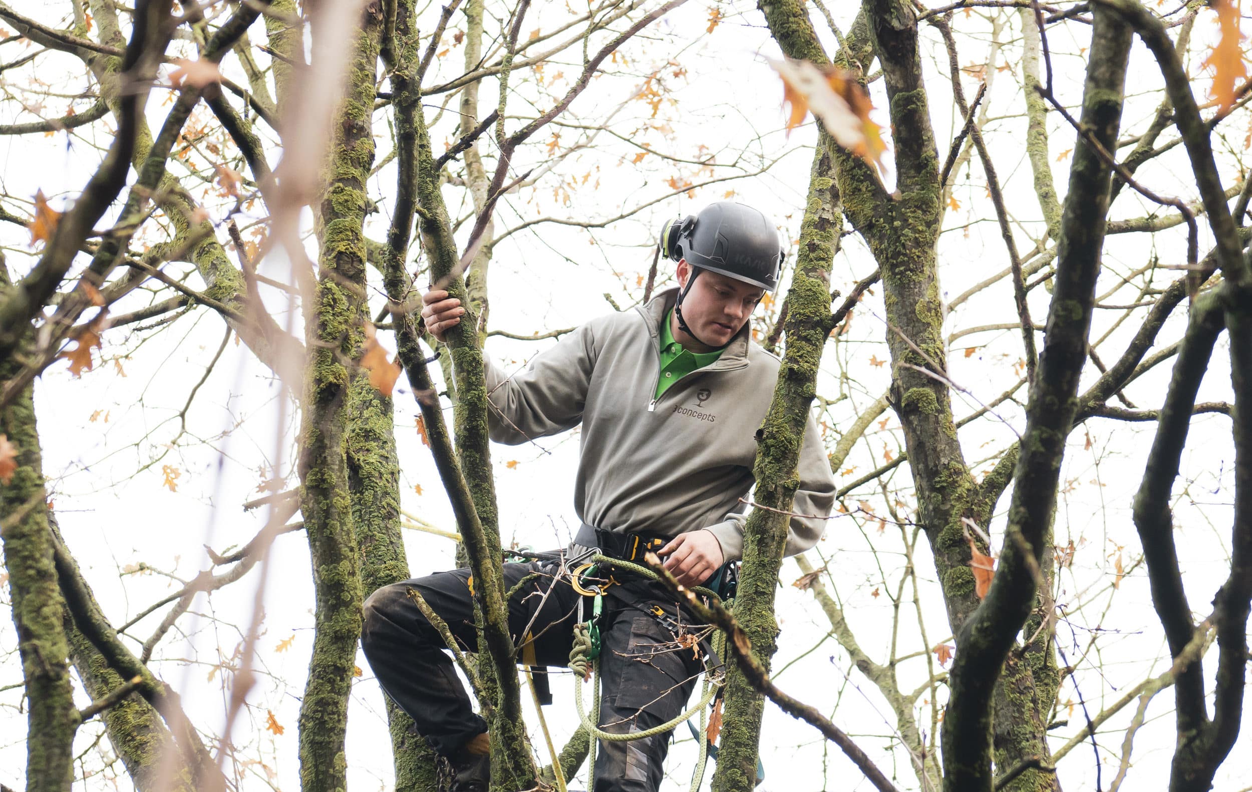 Boomverzorging door 3Concepts